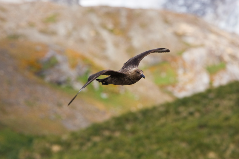 Brown Skua In Flight